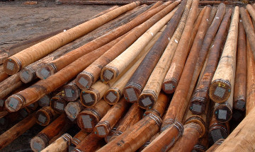 All-natural hardwood utility poles 01.